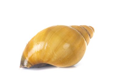 archachatina marginata ovum albina kabuğu beyaz arkaplan önünde