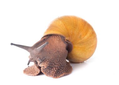 archachatina marginata ovum albina kabuğu beyaz arkaplan önünde