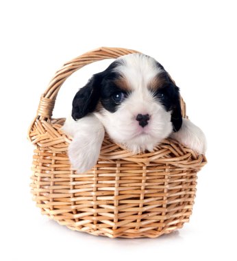 Beyaz arka planda köpek yavrusu süvari kral Charles