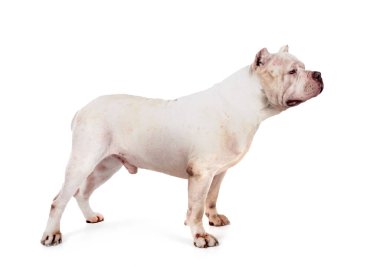 Beyaz arkaplan önünde beyaz zorba XXL