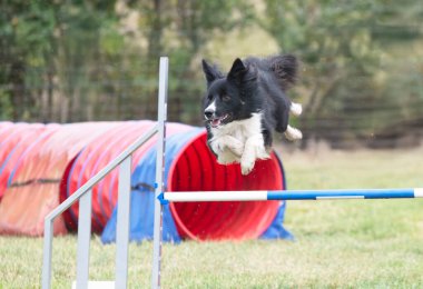 Sonbaharda köpekle çeviklik yarışı