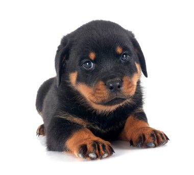 Beyaz arkaplan önünde köpek yavrusu rottweiler