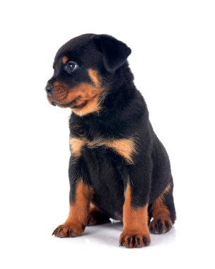 Beyaz arkaplan önünde köpek yavrusu rottweiler