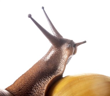 archachatina marginata ovum albina kabuğu beyaz arkaplan önünde