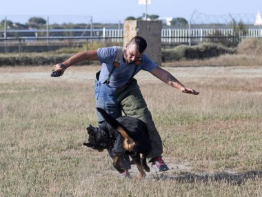 Genç Rottweiler koruma sporu ve polis eğitimi alıyor.
