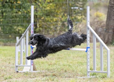Sonbaharda köpekle çeviklik yarışı