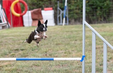 Sonbaharda köpekle çeviklik yarışı