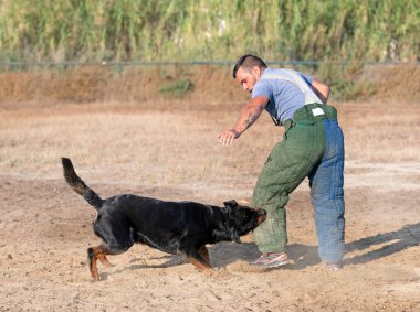 Genç Rottweiler koruma sporu ve polis eğitimi alıyor.