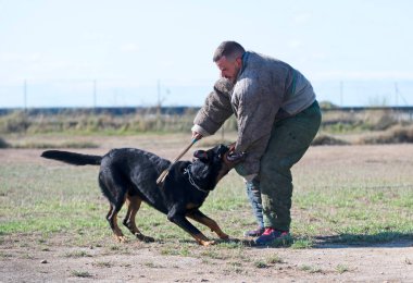 Beauce 'den gelen çoban köpeği güvenlik eğitimi alıyor.