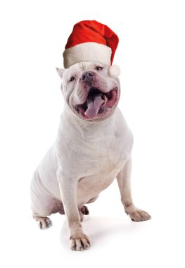 Beyaz arkaplan önünde beyaz zorba XXL