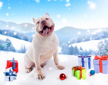 white bully XXL in front of white background clipart