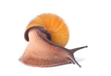 archachatina marginata ovum albina kabuğu beyaz arkaplan önünde