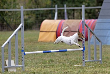 Sonbaharda köpekle çeviklik yarışı