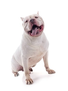 Beyaz arkaplan önünde beyaz zorba XXL