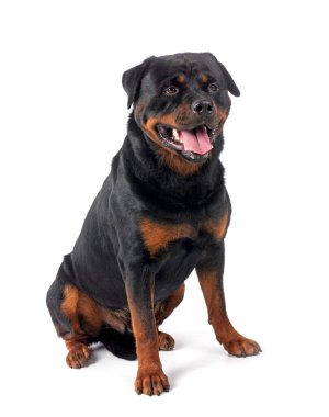 Beyaz arkaplan önünde safkan rottweiler