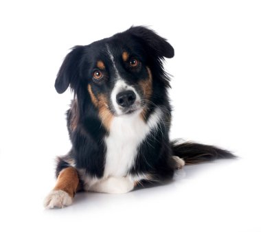 Beyaz arka plan önünde minyatür Avustralyalı çoban