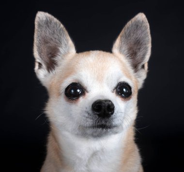 Siyah arka planda küçük bir chihuahua.