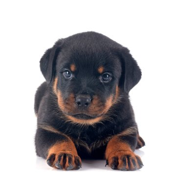 Beyaz arkaplan önünde köpek yavrusu rottweiler