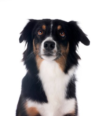 Beyaz arka plan önünde minyatür Avustralyalı çoban