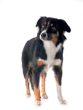 Beyaz arka plan önünde minyatür Avustralyalı çoban