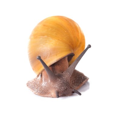 archachatina marginata ovum albina kabuğu beyaz arkaplan önünde