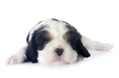 Beyaz arka planda köpek yavrusu süvari kral Charles