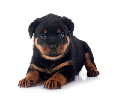 Beyaz arkaplan önünde köpek yavrusu rottweiler