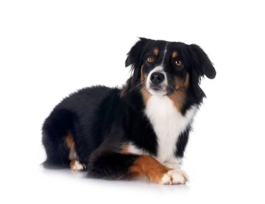 Beyaz arka plan önünde minyatür Avustralyalı çoban