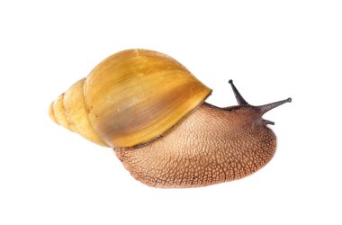 archachatina marginata ovum albina kabuğu beyaz arkaplan önünde