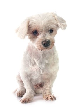 maltese bichon in front of white background clipart