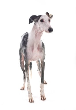 Galgo Espanol in front of white background clipart