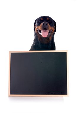 safkan Rottweiler beyaz arka planda okula geri dönüyor.