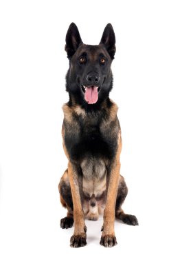 Beyaz arka planda Belçikalı çoban