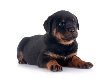 Beyaz arkaplan önünde köpek yavrusu rottweiler