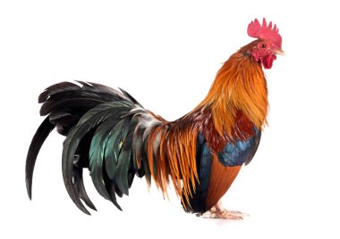 Beyaz arkaplan önünde bantam tavuklu pictave