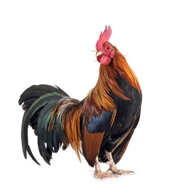 Beyaz arkaplan önünde bantam tavuklu pictave