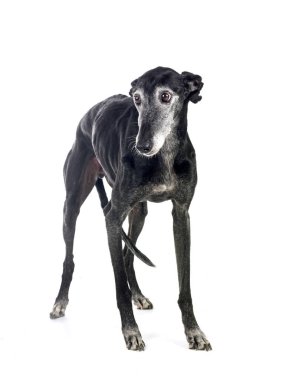 Galgo Espanol in front of white background clipart