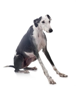 Beyaz arka plan önünde galgo espanol