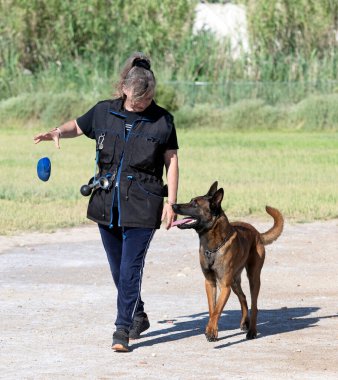 Genç Belçikalı çoban köpeği doğada güvenlik eğitimi alıyor.