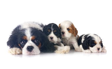 Yavru köpekler süvari kral Charles ve annesi beyaz arka planın önünde.