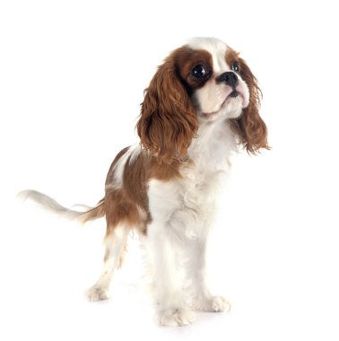 Beyaz arka planda köpek yavrusu süvari kral Charles