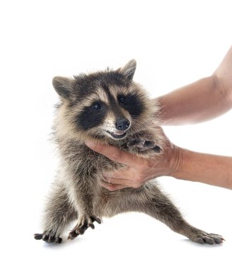 Beyaz arka plan önünde genç Rakun