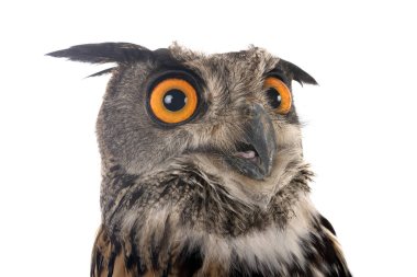 Beyaz arkaplan önünde Avrasya kartal baykuşu