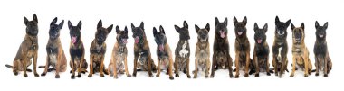 Beyaz arka planda Belçikalı çobanlar Malinois