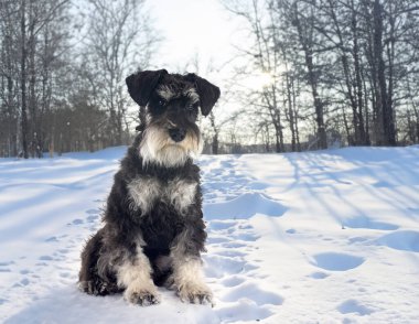 Minyatür schnauzer kış arkaplanının önünde