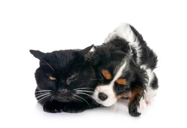 Süvari Kral Charles ve Kedi beyaz arkaplanın önünde