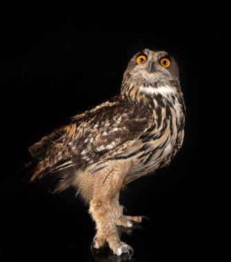 Avrasya kartal baykuşu siyah arkaplan önünde