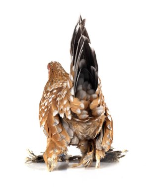 Booted Bantam in front of white background clipart