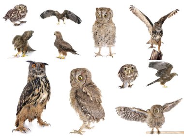 Beyaz stüdyonun önünde yırtıcı kuş resimleri.