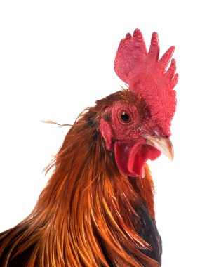 Beyaz arkaplan önünde bantam tavuklu pictave